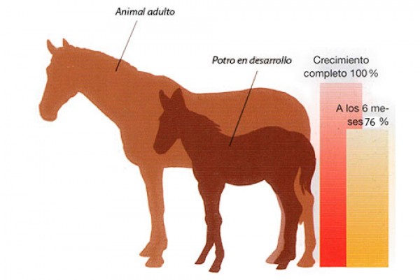 https://www.suscaballos.com/Alzada de un potro: Cómo calcular la altura que tendrá un potrillo