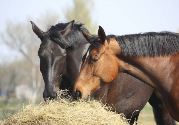 https://www.suscaballos.com/Articulo: Caballo que no come
