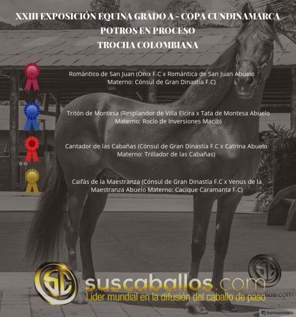 https://www.suscaballos.com/VÍDEO: Romántico Mejor, Tritón 1P,Potros De Trocha Colombiana, Copa Cundinamarca