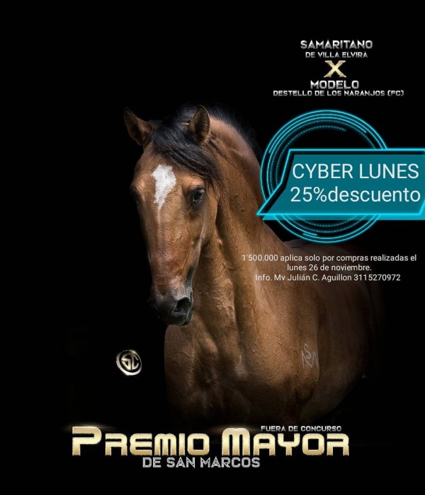 https://www.suscaballos.com/Black Monday PREMIO MAYOR FC!!!