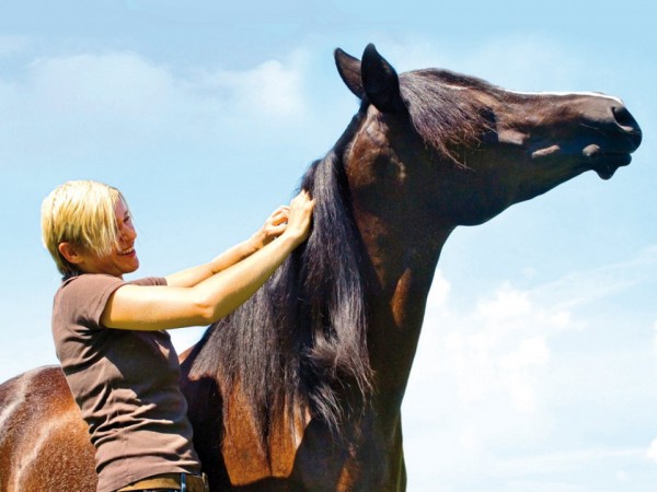 https://www.suscaballos.com/Siete zonas placenteras para acariciar a tu caballo