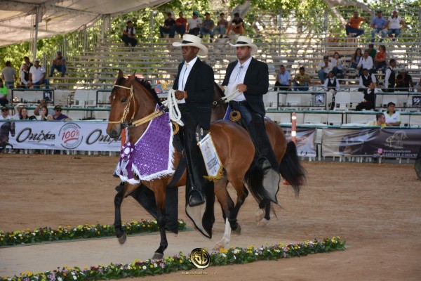 https://www.suscaballos.com/VÍDEO: Aleja Mejor, María Rosa 1P, Potrancas Trocha Y Galope, Nacional 2018