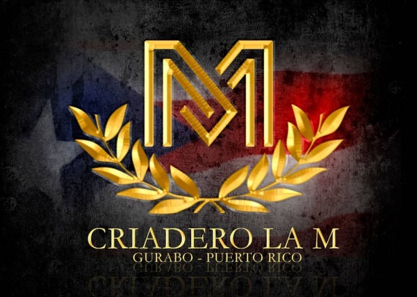 https://www.suscaballos.com/VÍDEO: Hechizo De Luna Del Criadero LM, Se Encuentra En Ocala Fl