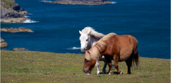 https://www.suscaballos.com/Científicos de la Universidad de Queensland encuentran un fármaco que puede prevenir la laminitis