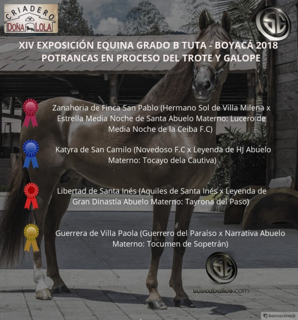 https://www.suscaballos.com/VÍDEO: Zanahoria Mejor,Katyra 1P, Potrancas Trote Y Galope, Grado B Tuta 2018