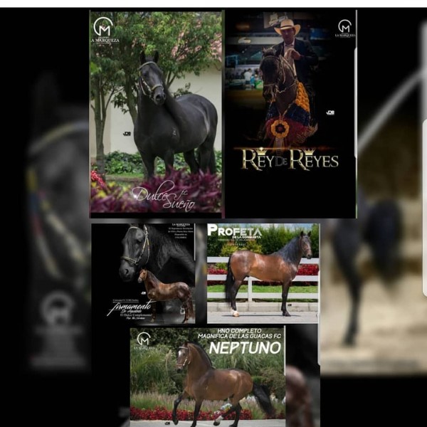 https://www.suscaballos.com/Primer subasta virtual ELITE del Criadero La Marqueza.