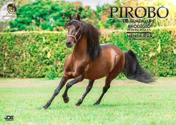 https://www.suscaballos.com/Gran promoción de lanzamiento de @pirobodeguadalupe a tan solo 600.000 pesos.