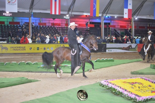 https://www.suscaballos.com/VÍDEO: Premier de Altomira, Campeón Mundial De la Trocha De 61 a 77 Meses