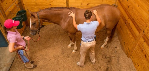 https://www.suscaballos.com/Entendiendo el dorso equino
