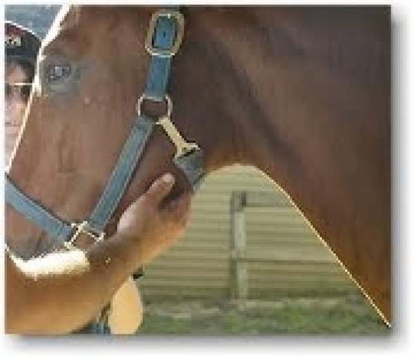 https://www.suscaballos.com/Cuatro Formas De Tomar El Pulso A Tu Caballo