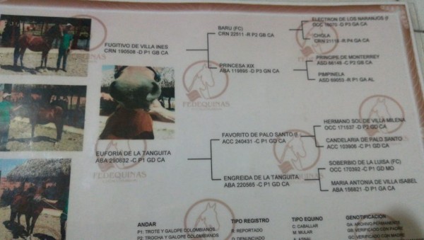 https://www.suscaballos.com/SE VENDE YEGUA TROCHADORA 