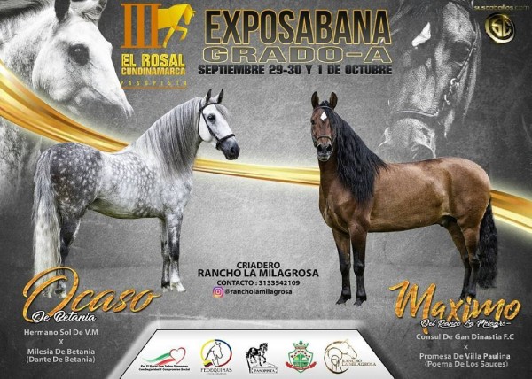 https://www.suscaballos.com/RESULTADOS III Exposición Equina Grado A El Rosal 2017, PASO FINO COLOMBIANO