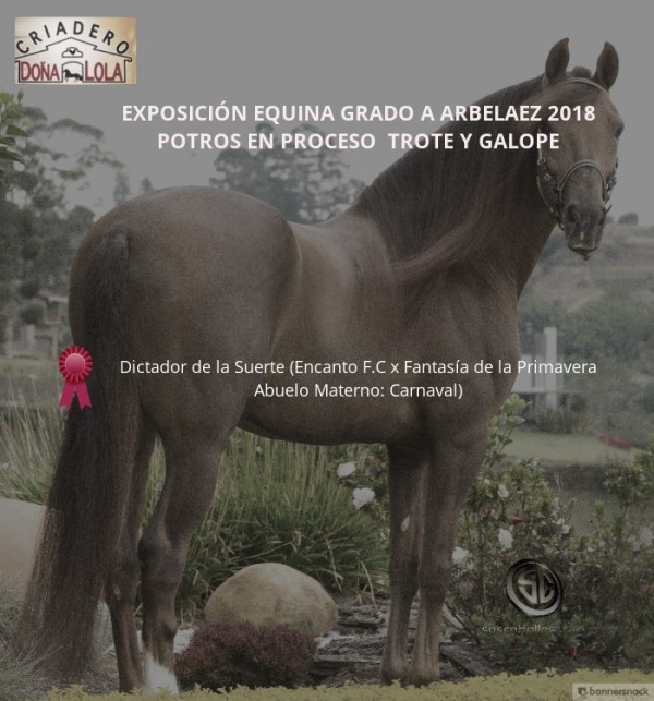 https://www.suscaballos.com/VÍDEO: Dictador Hijo de Encanto Mejor Potro de Trote Y Galope, Arbeláez