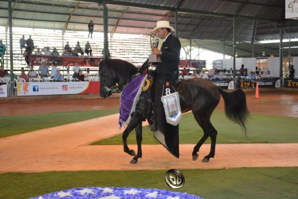 https://www.suscaballos.com/VÍDEO:Evita Mejor, Adictiva 1P, Potrancas Paso Fino Colombiano, XXV Copa América