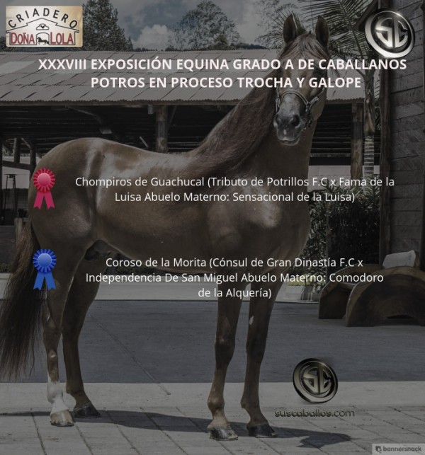 https://www.suscaballos.com/VÍDEO: Chompiros Mejor, Coroso 1P, Potros Trocha Y Galope, Caballanos 2018