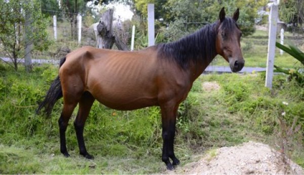 https://www.suscaballos.com/Conozca Los Pasos A Seguir Para Acceder Al Programa Adopta Un Caballo