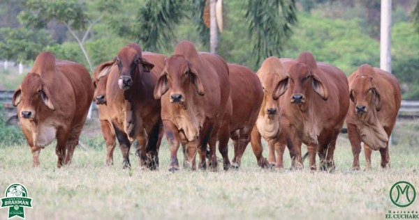 https://www.suscaballos.com/TRANSMISIÓN: "Amor por el Brahman 2019"