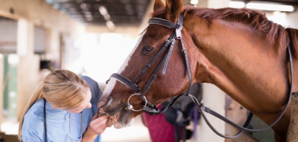 https://www.suscaballos.com/Patologías que pueden asociarse al manejo y a la equitación