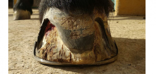 https://www.suscaballos.com/¿Sabes que es el hormiguillo?