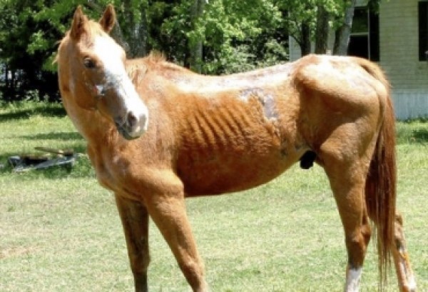 https://www.suscaballos.com/Conozca sobre la Anemia Infecciosa Equina (AIE)