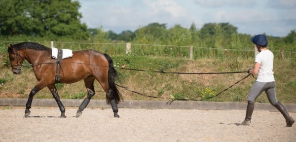 https://www.suscaballos.com/Los caballos que se entrenan habitualmente pie a tierra, cuando se montan están más relajados