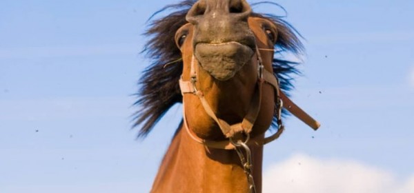 https://www.suscaballos.com/¿Está tu caballo de humor para aprender?