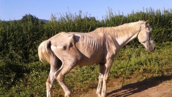 https://www.suscaballos.com/Rehabilitar nutricionalmente a los caballos abandonados