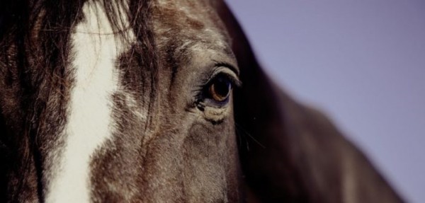 https://www.suscaballos.com/Lo que revelan las arrugas de los ojos de los caballos sobre su estado emocional