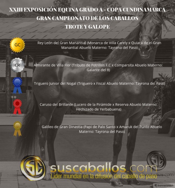 https://www.suscaballos.com/V&Iacute;DEO: Rey Le&oacute;n Campe&oacute;n, Almirante Reservado, Trote Y Galope, Copa Cundinamarca!
