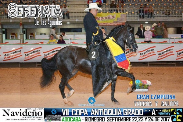 https://www.suscaballos.com/VÍDEO: Serenata Campeona, Algarabía Reservada, Trocha Y Galope, VII Copa Ant.