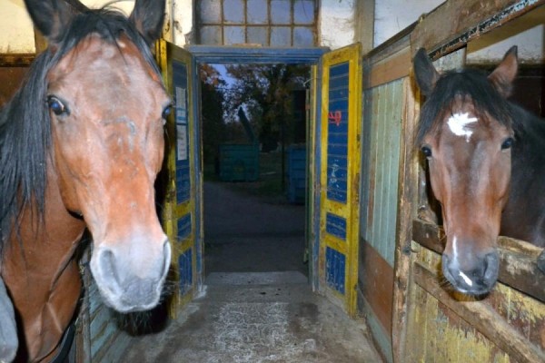 https://www.suscaballos.com/Los equinos necesitan también atención veterinaria especial durante el estado de alarma por el Coronavirus