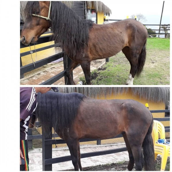 https://www.suscaballos.com/Resultados Sorprendentes Con el Aceite Mehorse