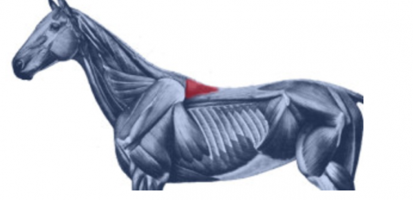 https://www.suscaballos.com/El músculo espinal y su importancia en la salud del caballo