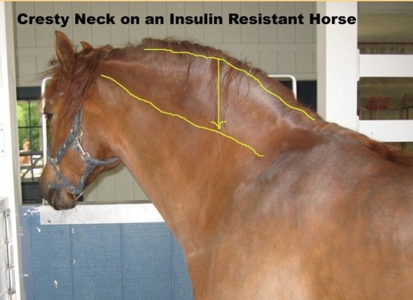 https://www.suscaballos.com/¿Un caballo con sobrepeso tiene un problema de insulina?