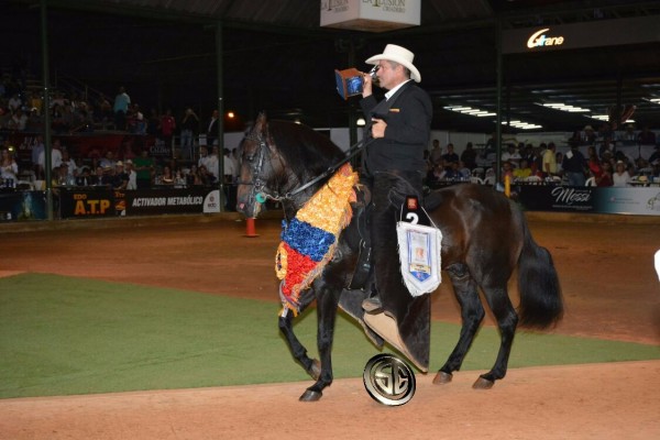 https://www.suscaballos.com/VÍDEO: Atractivo Campeón, Amor Prohibido Reservado, Paso Fino, XXV Copa América