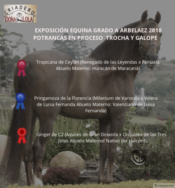 https://www.suscaballos.com/VÍDEO: Tropicana Mejor, Pringamoza 1P, Potrancas Trocha Y Galope, Arbeláez