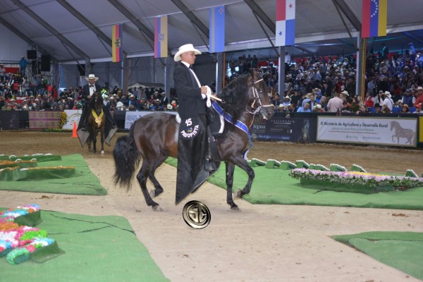 https://www.suscaballos.com/VÍDEO: Magnifico De Villa Andrea Un Caballo De Silla, XIII Mundial Equina