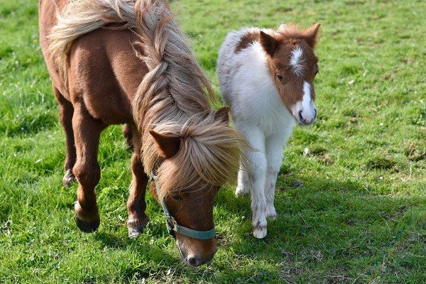 https://www.suscaballos.com/EL AUMENTO DE PESO DUPLICA EL RIESGO DE LAMINITIS EN CABALLOS Y PONYS