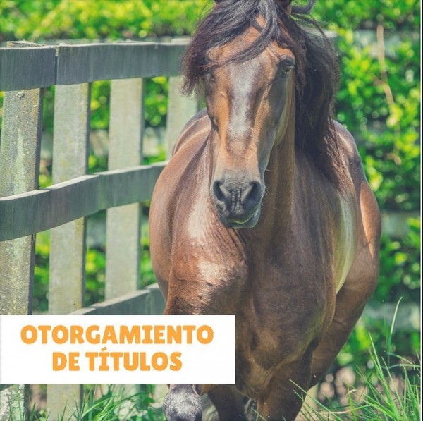 https://www.suscaballos.com/Fedequinas: El Título Que Se Otorga Al Ejemplar Macho o Hembra