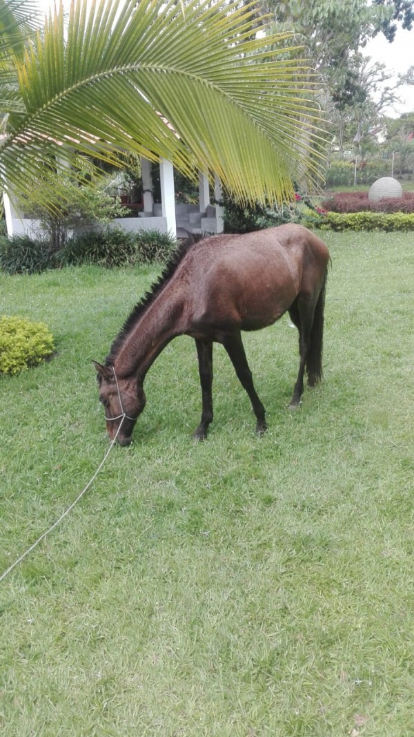 https://www.suscaballos.com/Vendo caballo manso pequeño para niños 