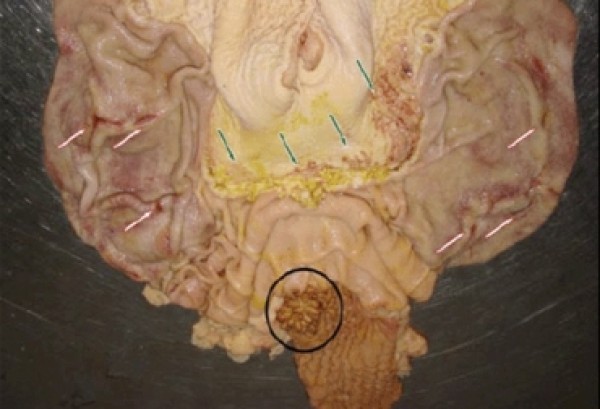 https://www.suscaballos.com/Preste atención a la gastritis de equinos, un síndrome frecuente en Colombia