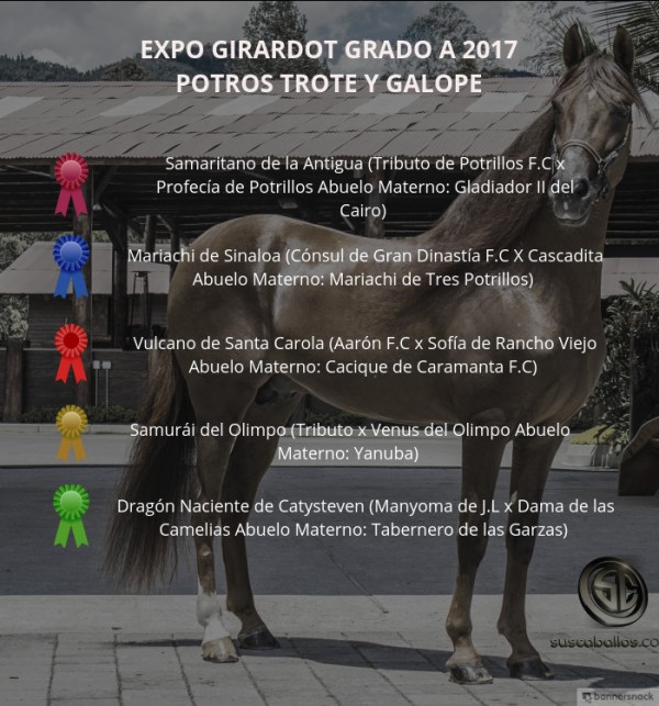https://www.suscaballos.com/VÍDEO: Samaritano Mejor, Mariachi 1P, Potros Trote Y Galope, Expo Girardot 2017