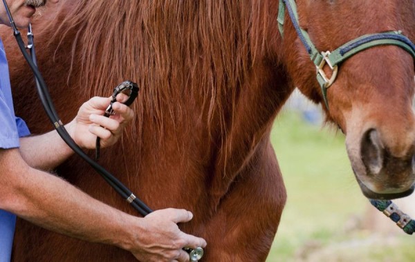 https://www.suscaballos.com/Lo que debes saber sobre la Laminitis