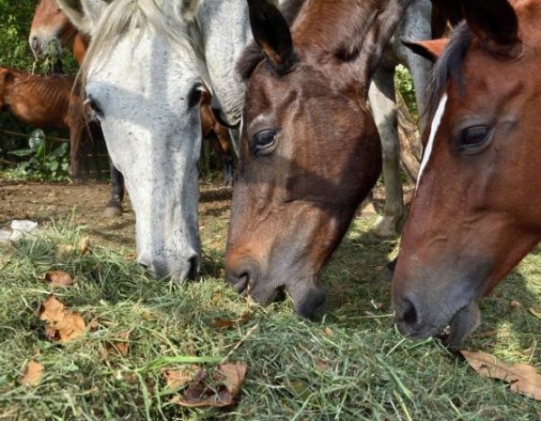 https://www.suscaballos.com/Levantan medida de cuarentena por influenza equina en el Valle del Cauca
