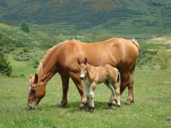 https://www.suscaballos.com/El caballo no come bien