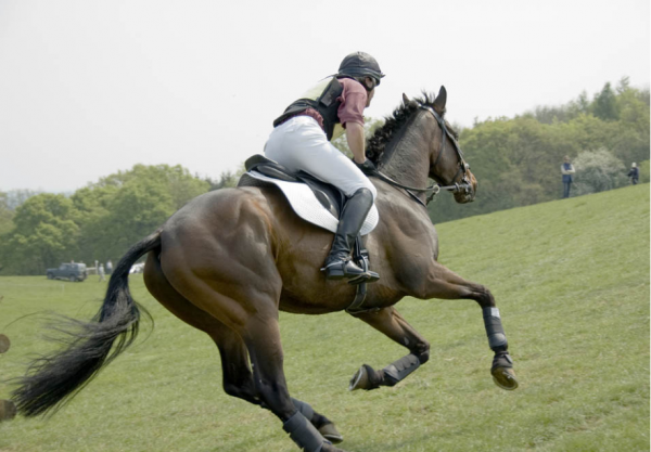 https://www.suscaballos.com/Caballo agresivo ¿Cómo actuar?