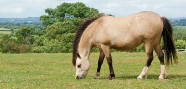 https://www.suscaballos.com/El síndrome metabólico equino y el efecto de la insulina