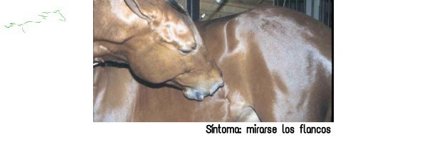 https://www.suscaballos.com/Cólico equino por impactación de arena