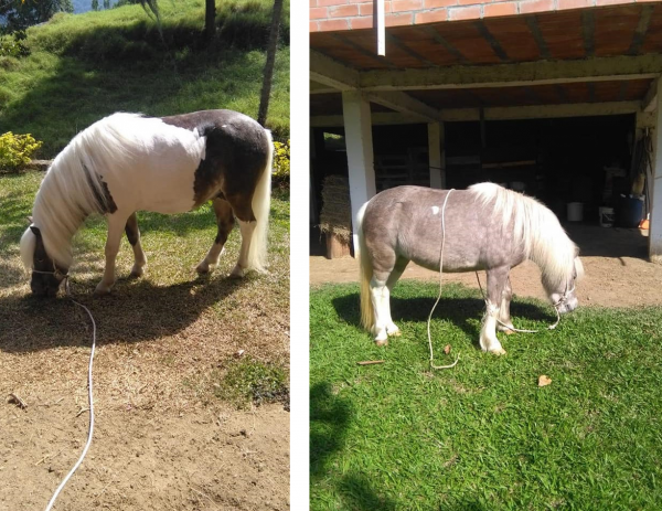 https://www.suscaballos.com/Se vende macho y hembra Semi-ponys de buena genetica