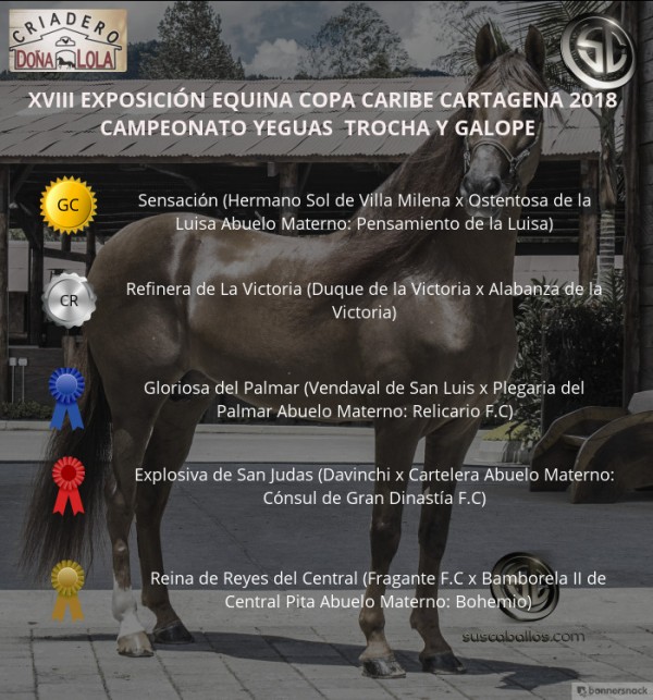 https://www.suscaballos.com/VÍDEO:Sensación Campeona,Refinera Reservada,Trocha Y Galope,Copa Caribe Cartagena